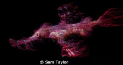 The elusive Hairy Ghost Pipefish! On an un-named explorat... by Sam Taylor 